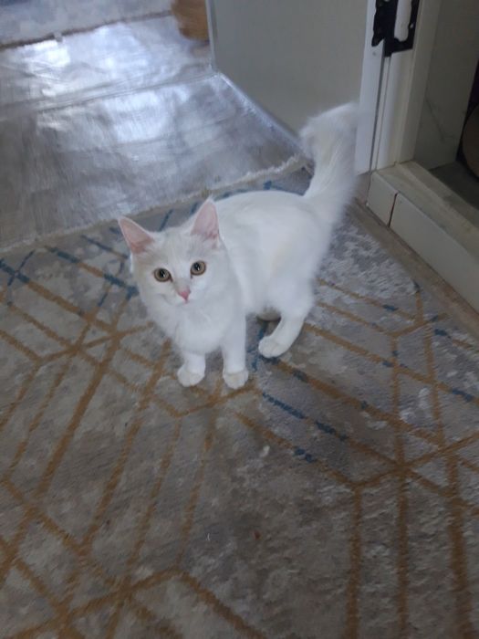 Кошка Турецкая ухоженная