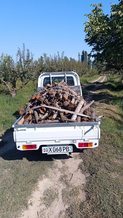 O'tin sotiladi mevali daraxt