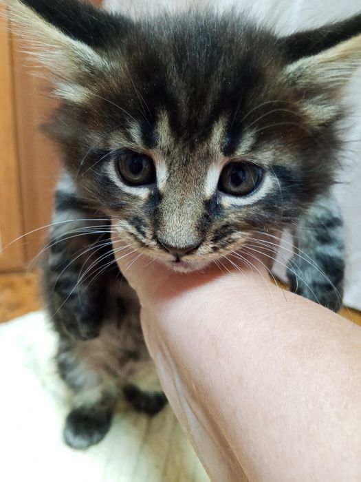 Котята Мейн Кун продаются