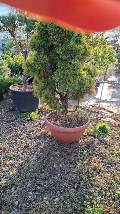 Plante naturale din Pepiniera