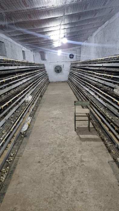 Бедона Сеткаси бор арзон нархда