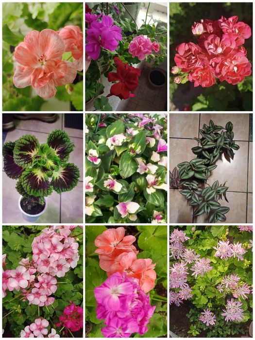 Продам цветы домашнии