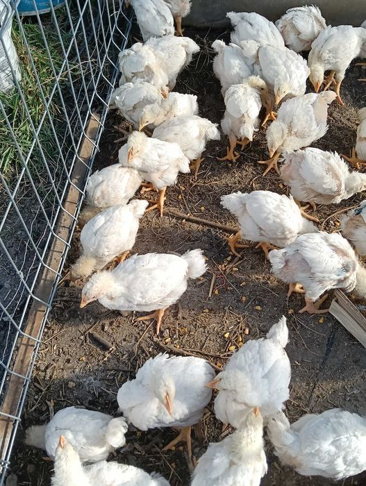 Pui de carne între 500-700 gr