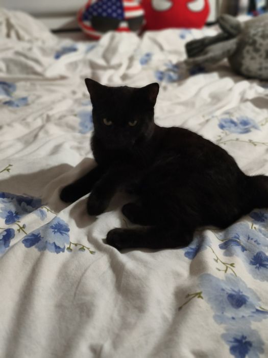Отдаю котят, 5 месяцев