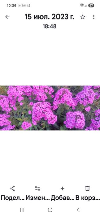 Цветы садовые многолетние