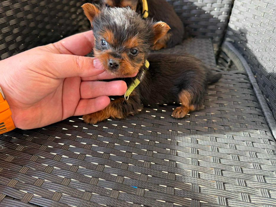 Мини Йоркширски териер Актуално от 4.1.2026