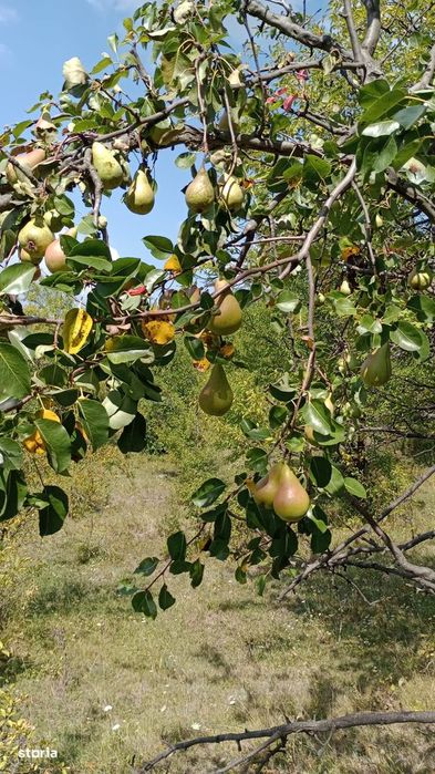 Teren intravilan cu livada 9000mp - zona Valenii de Munte