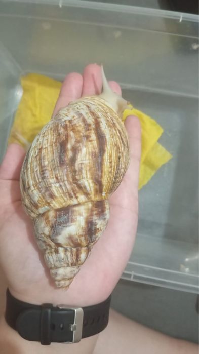 Продам улитку ахатина
