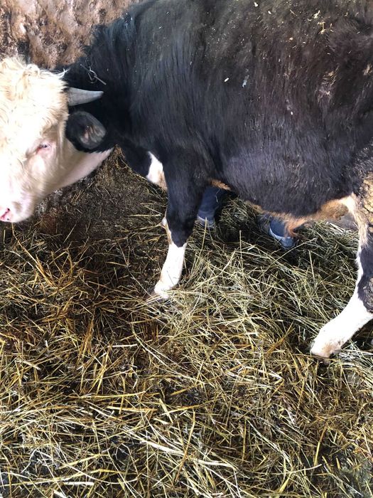 Viței între 250 și 350 de kg