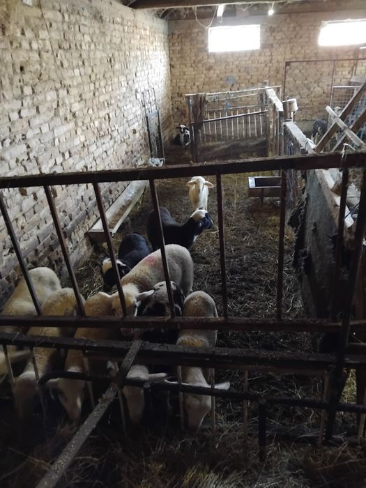 Добре гледани агнета.