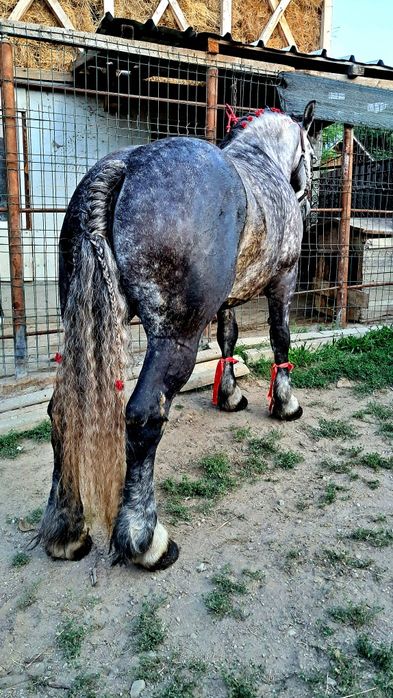 Iapă grea gestanta in 8luni