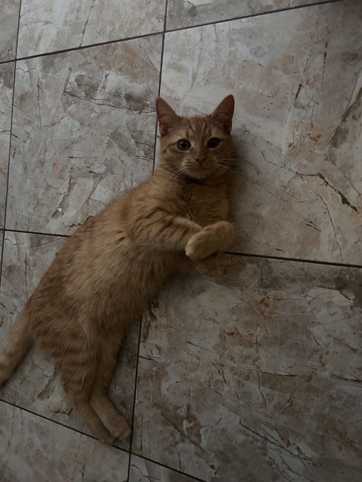 Donez pisica portocalie