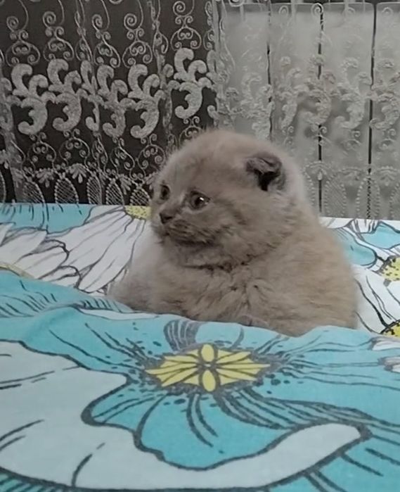 Лиловая, вислоухая, с документами.