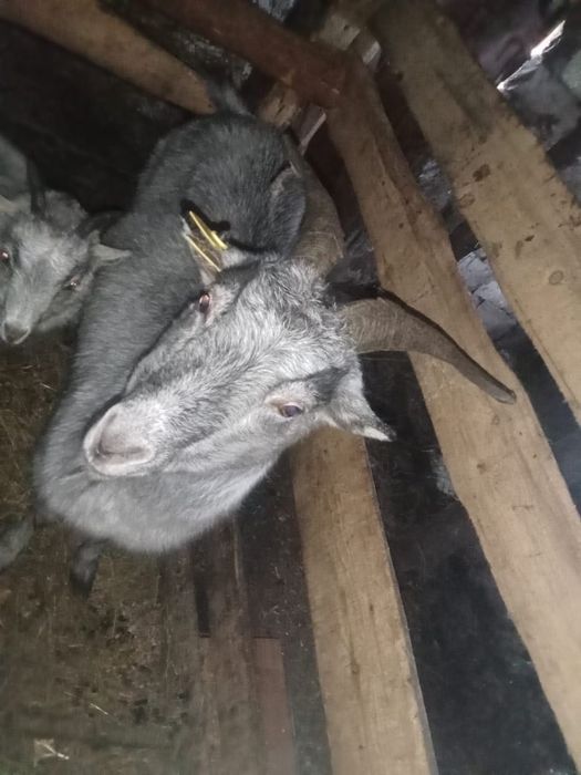 Продам козу молодую