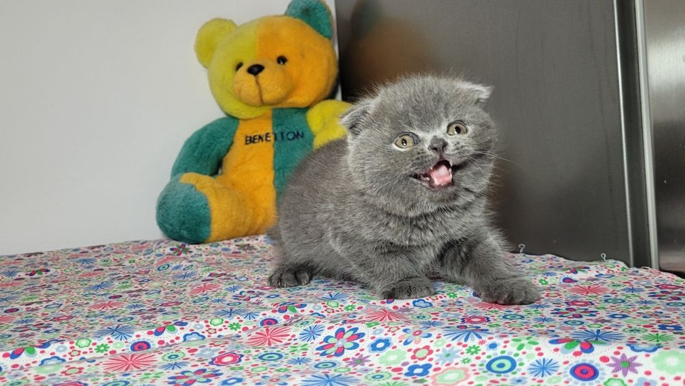Scottish  fold  blue ursuleț.