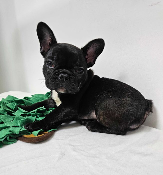 Femela Bulldog Francez