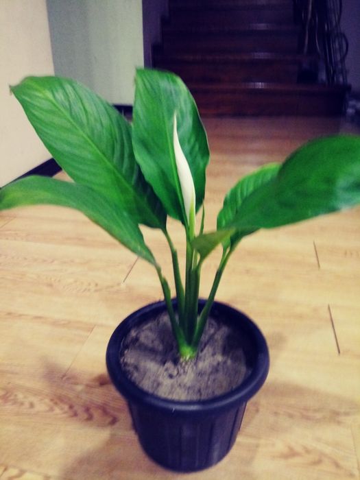 Спатиффилум - женское счастье