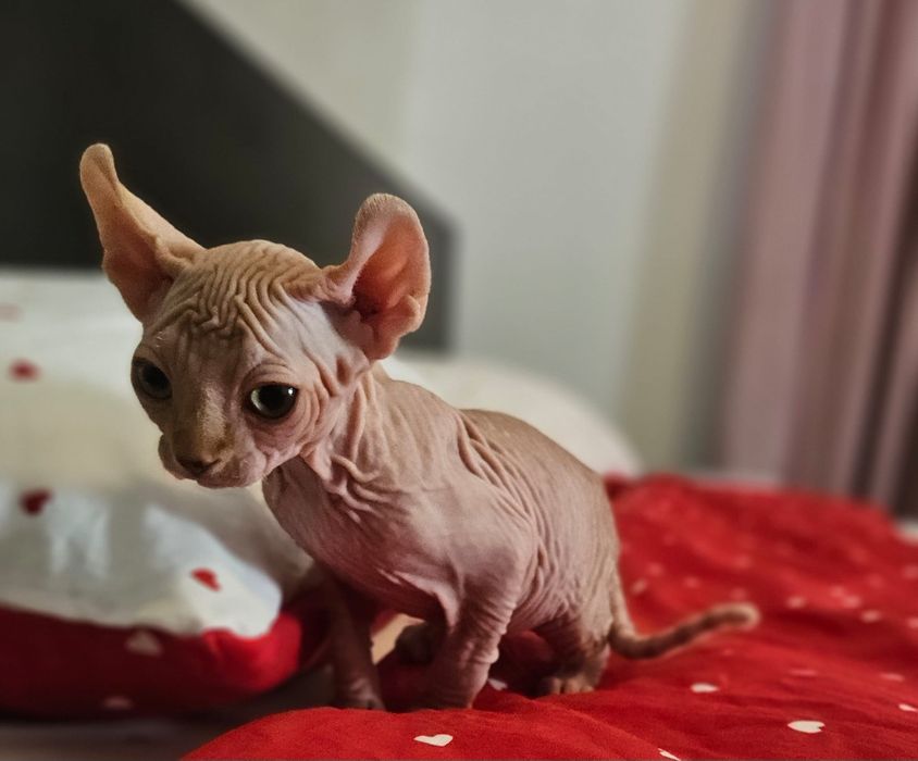 Baietel sphynx/sfinx/elf deosebit