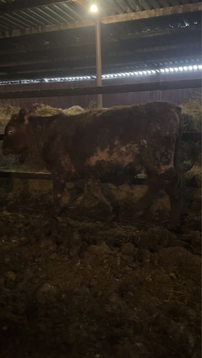 Быки на откорме 11 голов