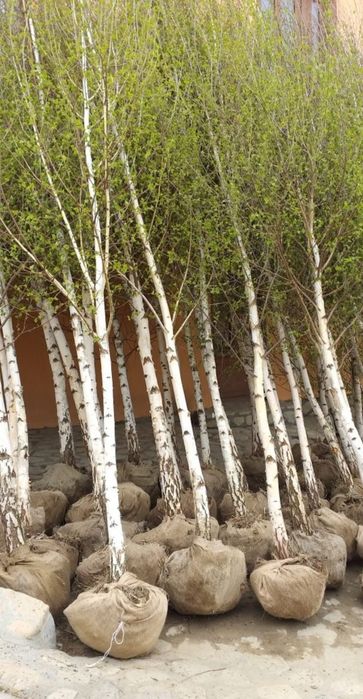 Mesteacan cu coaja alba decorativ/ copaci / betula gard viu tuia. Etc