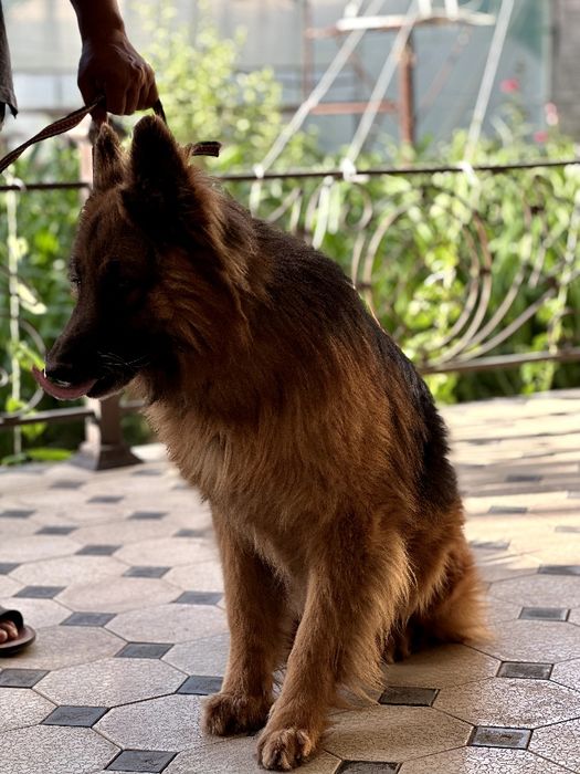 продаётся немецкая овчарка