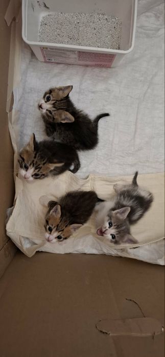 Подарявам котенца