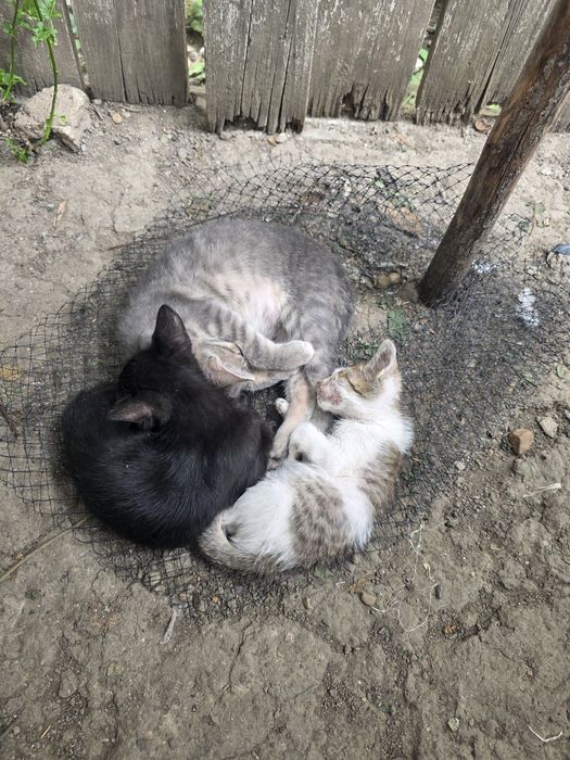 pui de pisicuta pentru adoptie,pisicuta de adoptat,puiut de pisicuta (gratuit)