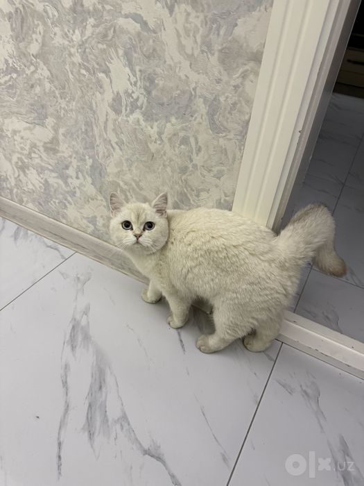 Серебристая шиншила