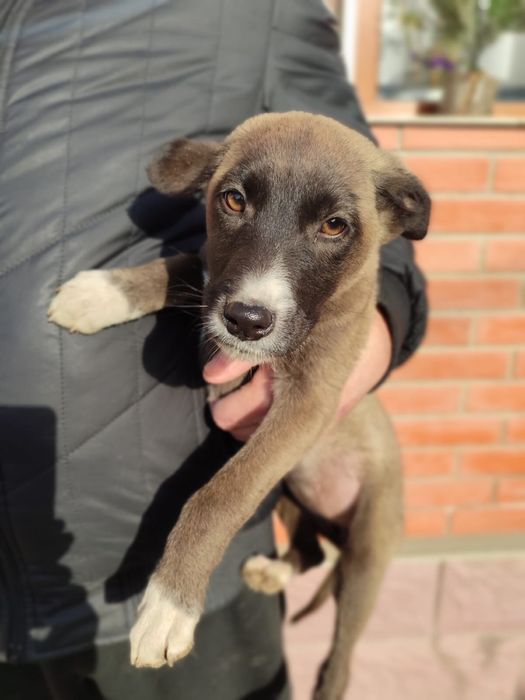 Продам щенка , 2 месяца