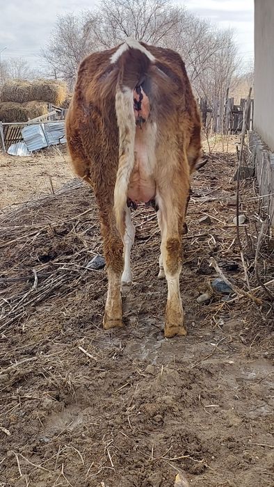 Продам молочную нетель