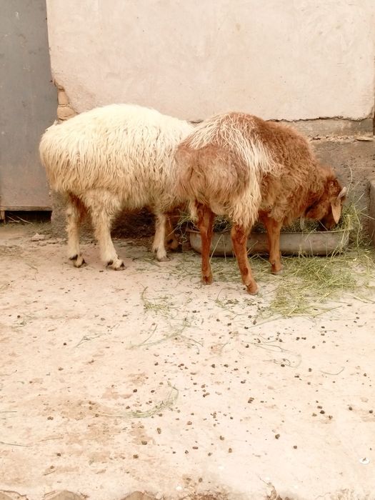 Қошқарлар  сатилады