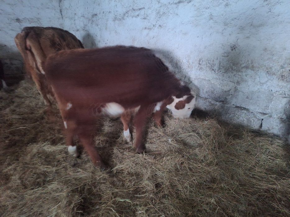 Ассалау магалейкум агайын.колдануга 7.8 басбаспак