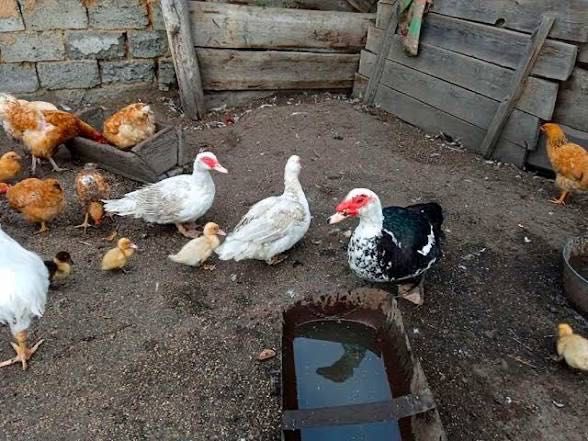 Продам индаудки домашние