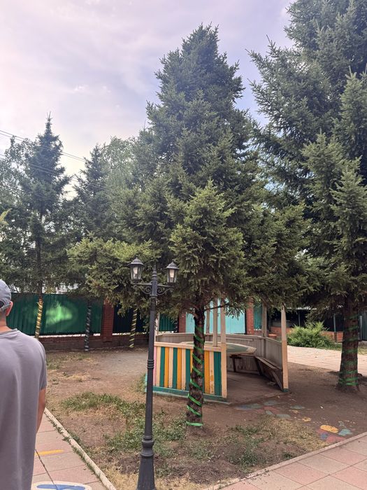Продам ели и сосны