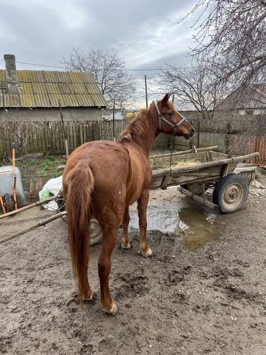 Vând iapă tânără aproximativ 8 ani, sănătoasă și cuminte!