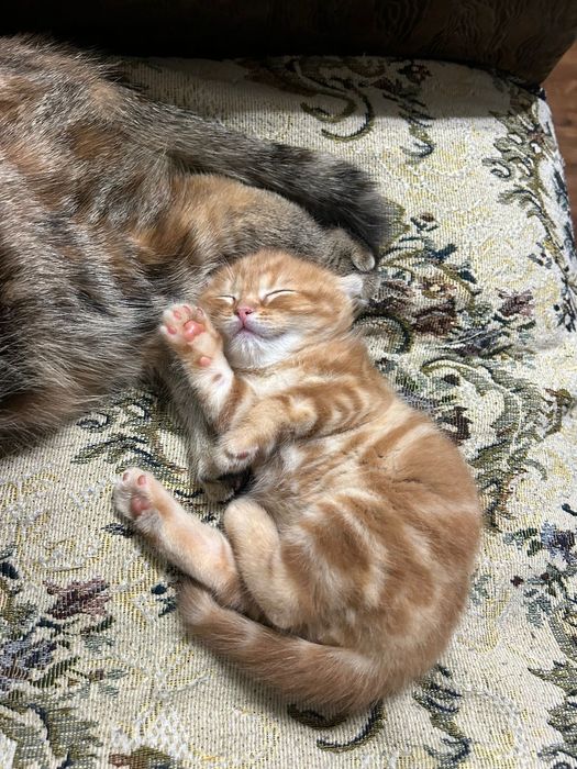 Вязка кота. Скоттиш фолд.