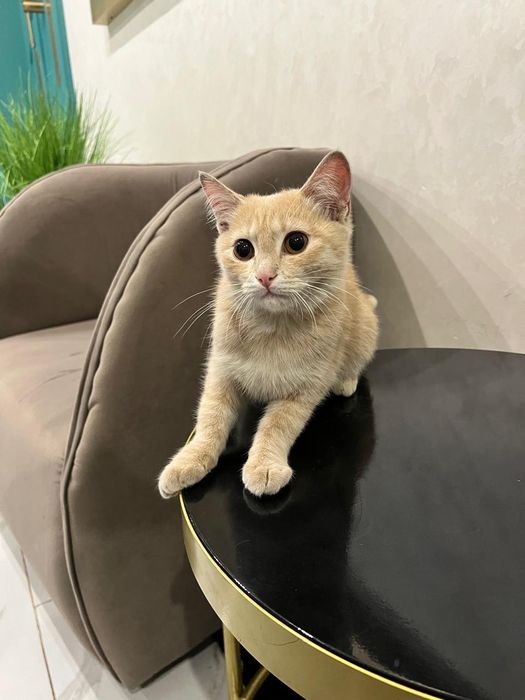 Котенок мальчик в добрые руки