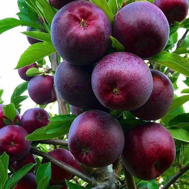 Тоза интинсиб ва полкарлик олма кучатлар