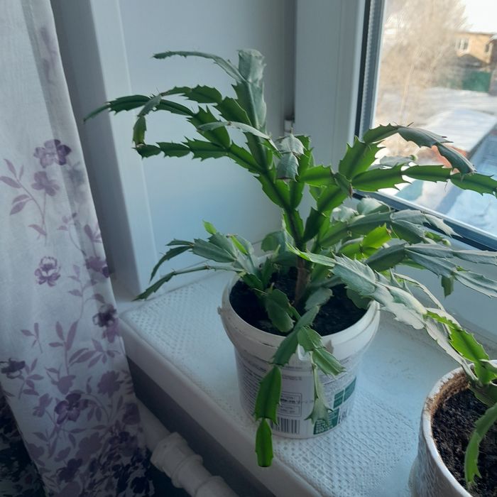 Декабрист красный