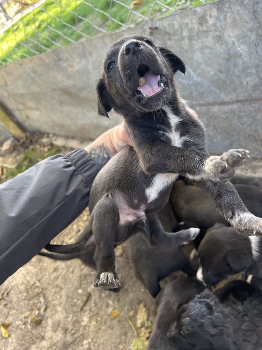 Подарявам бебета кученца – баща канадски вълк, майка малинуа