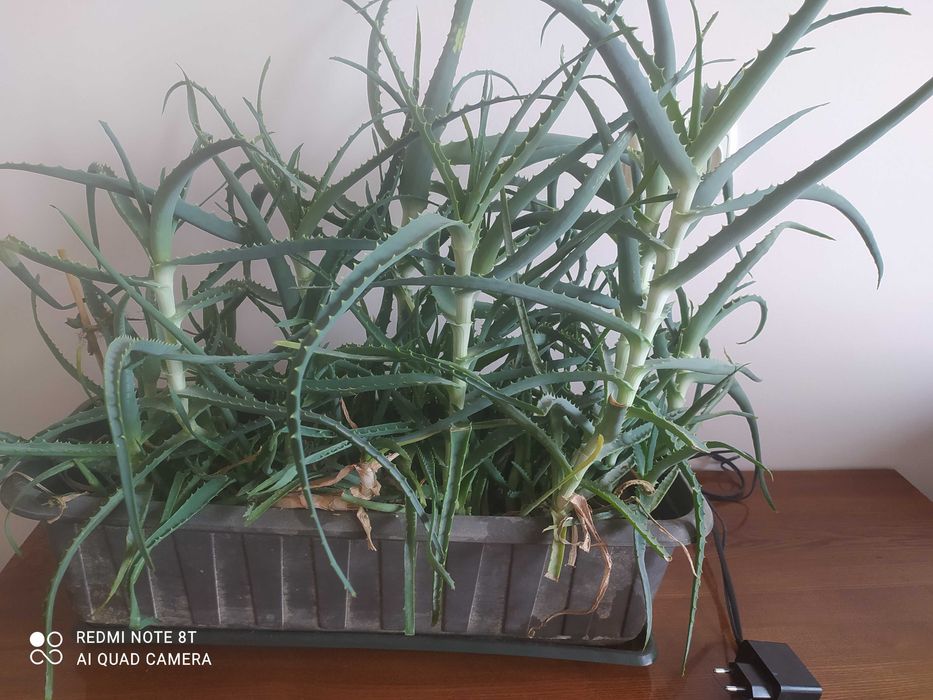 Продам алоэ древовидный