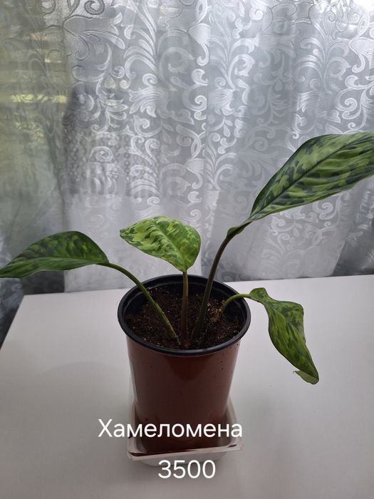Продам комнатные цветы