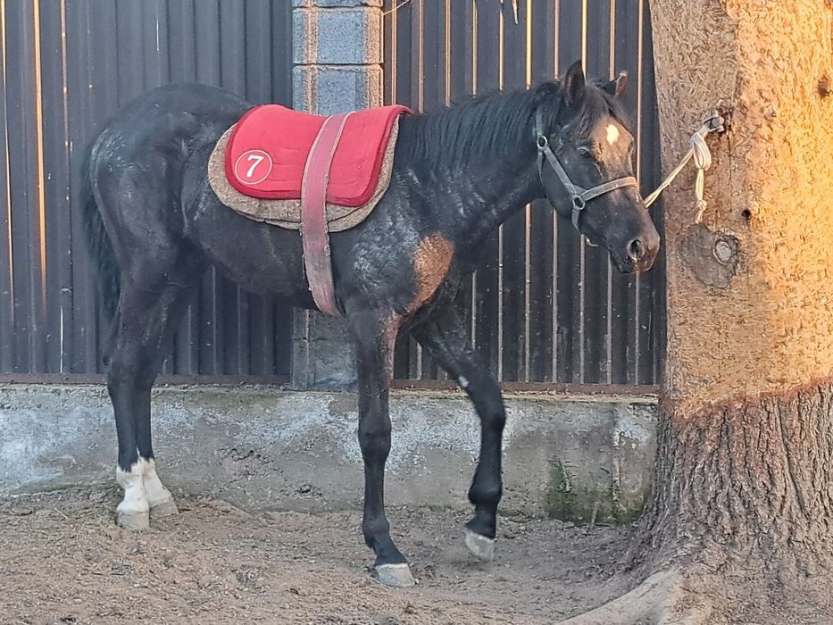 Продам  Кунан Ангыл Тай