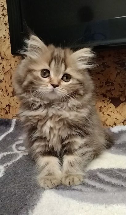 Шикарная Хайленд страйт.