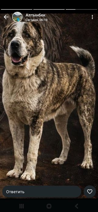 Жауынгер 3.5 жас