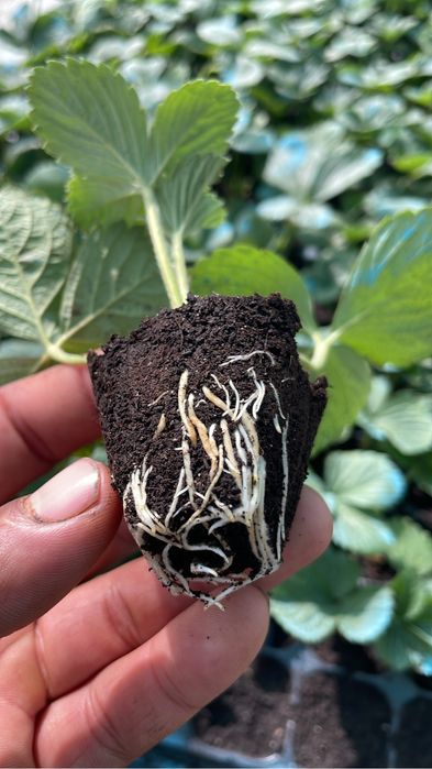 Клубника Мурано