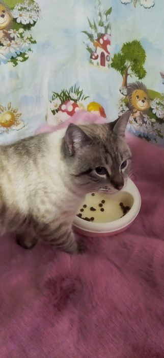 Породистый кот продается