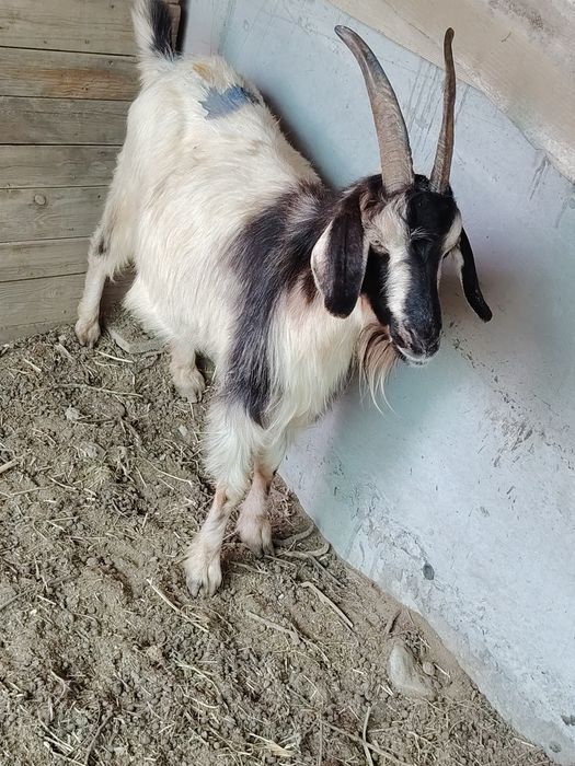 Echkilar tezda sotiladi
