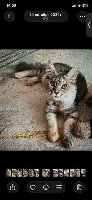 Пропала кошка мейн кун