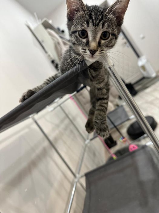 Отдам Бенгалку полукровку